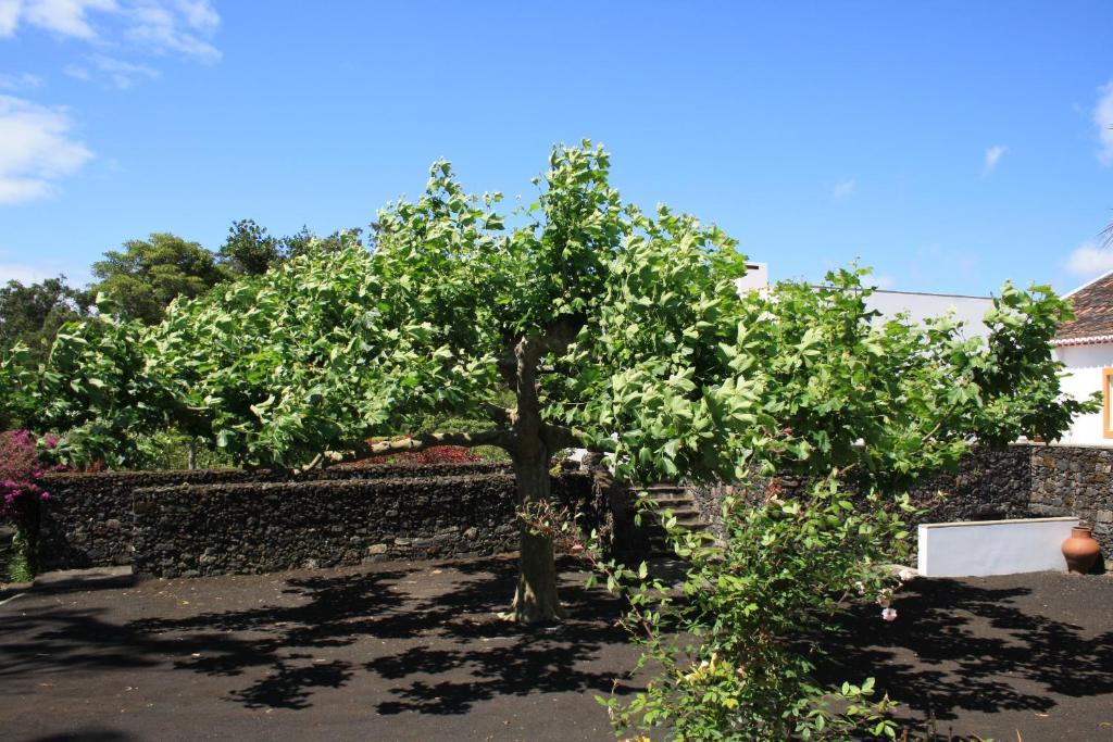Quinta De Sao Caetano - Sao Miguel Acores Populo  Exterior foto